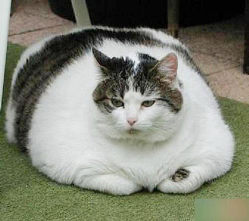 万豪最新cat系列，猫咪温馨日常记录启动