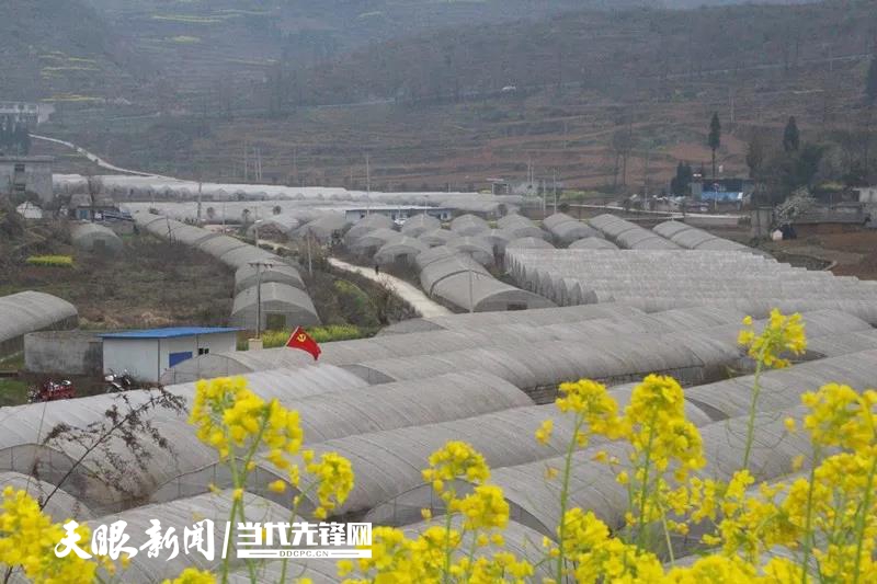 大方县马场镇最新消息,数据解析引导_通玄境23.812