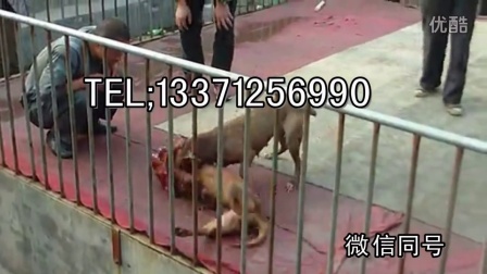最新斗狗打架咬死视频观看与学习指南
