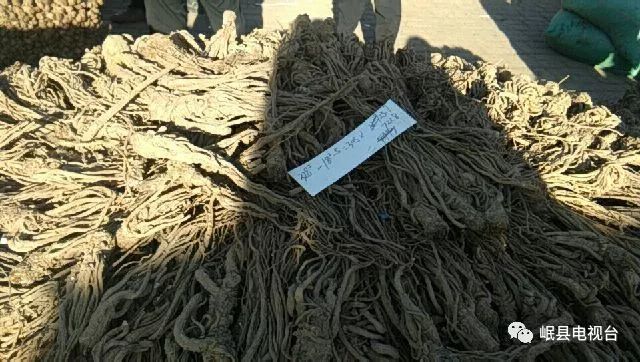 当归最新价格及论述