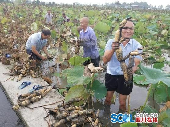 天府新区最新规划图揭秘，小巷中的独特风味探索