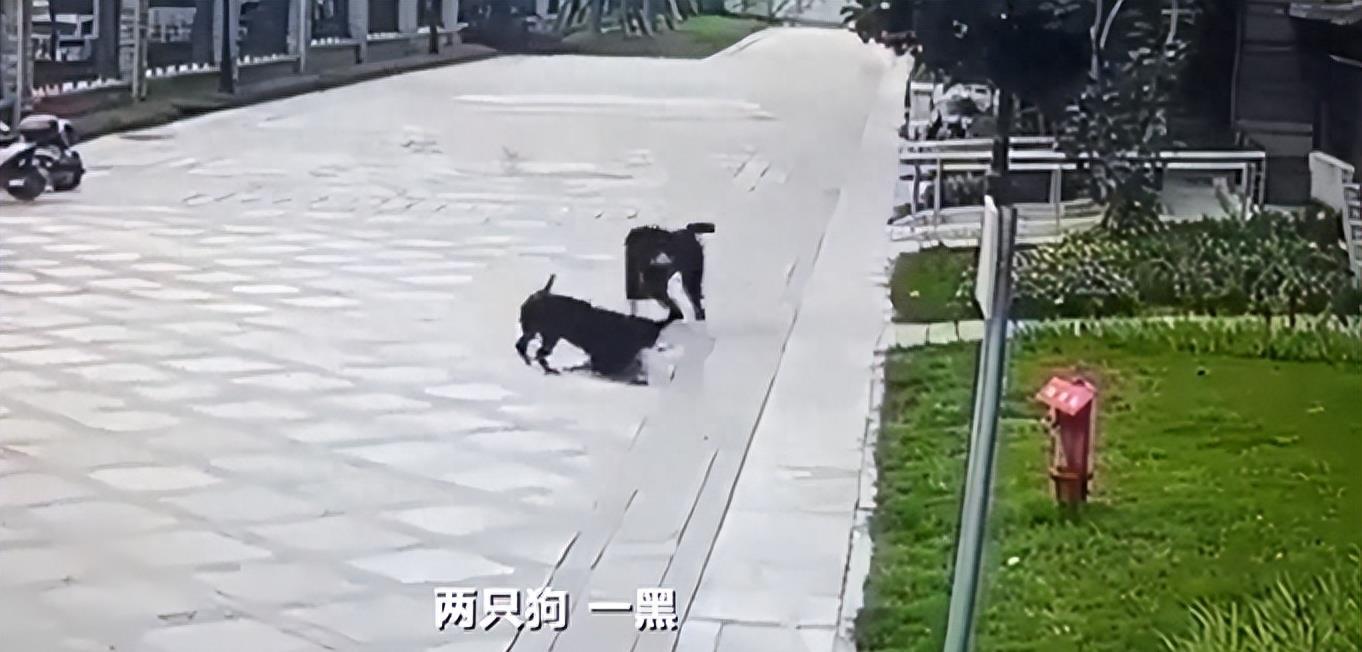 最新狗咬人视频事件，深度分析与观点阐述
