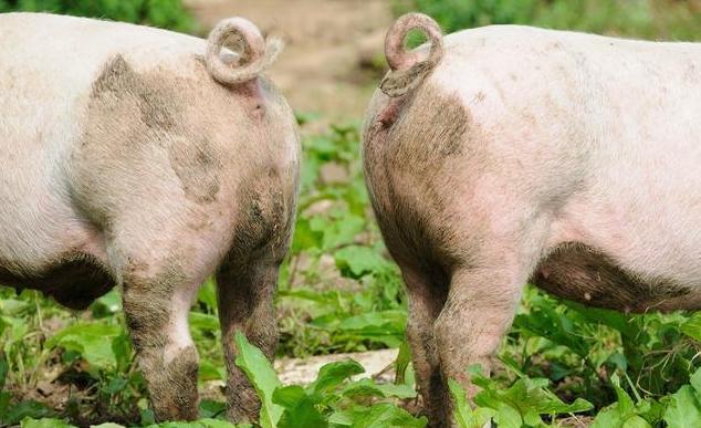 今日生猪最新价格与市场走势下的多元观点分析