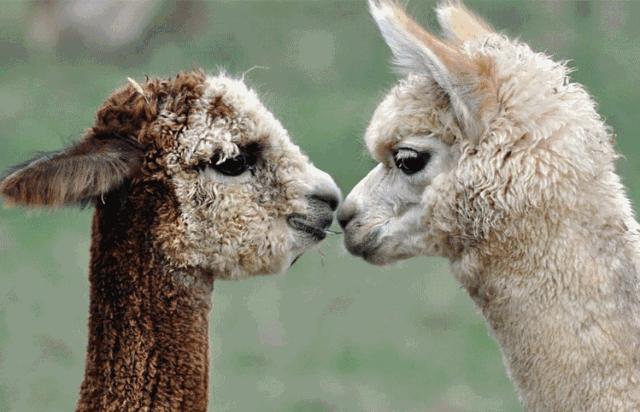 最新版的查找,与自然美景的亲密旅行探索之旅