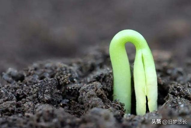 最新土丙3，背景、重大事件与时代的地位见证