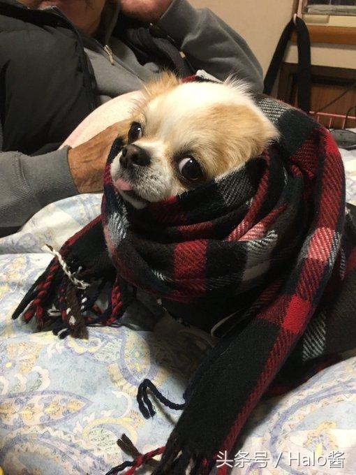 最新狗脖套,时尚变迁中的自信与成就感之源
