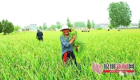 蒜苔价格最新行情,机遇与挑战并存,励志力量闪耀其中
