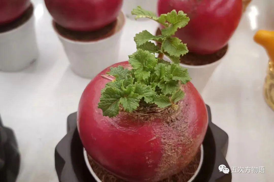 萝卜最新行情,科技革新引领萝卜魅力新纪元