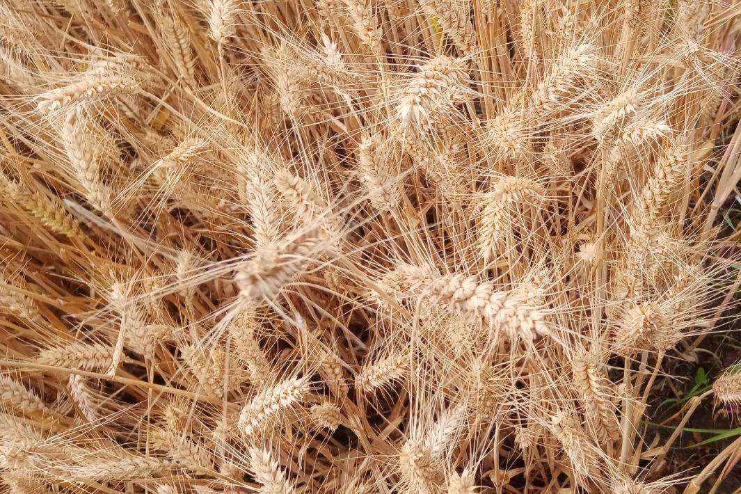 小麦最新行情分析与励志之旅揭秘