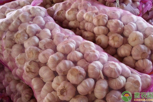 山东大蒜最新价格,时代印记与市场动态