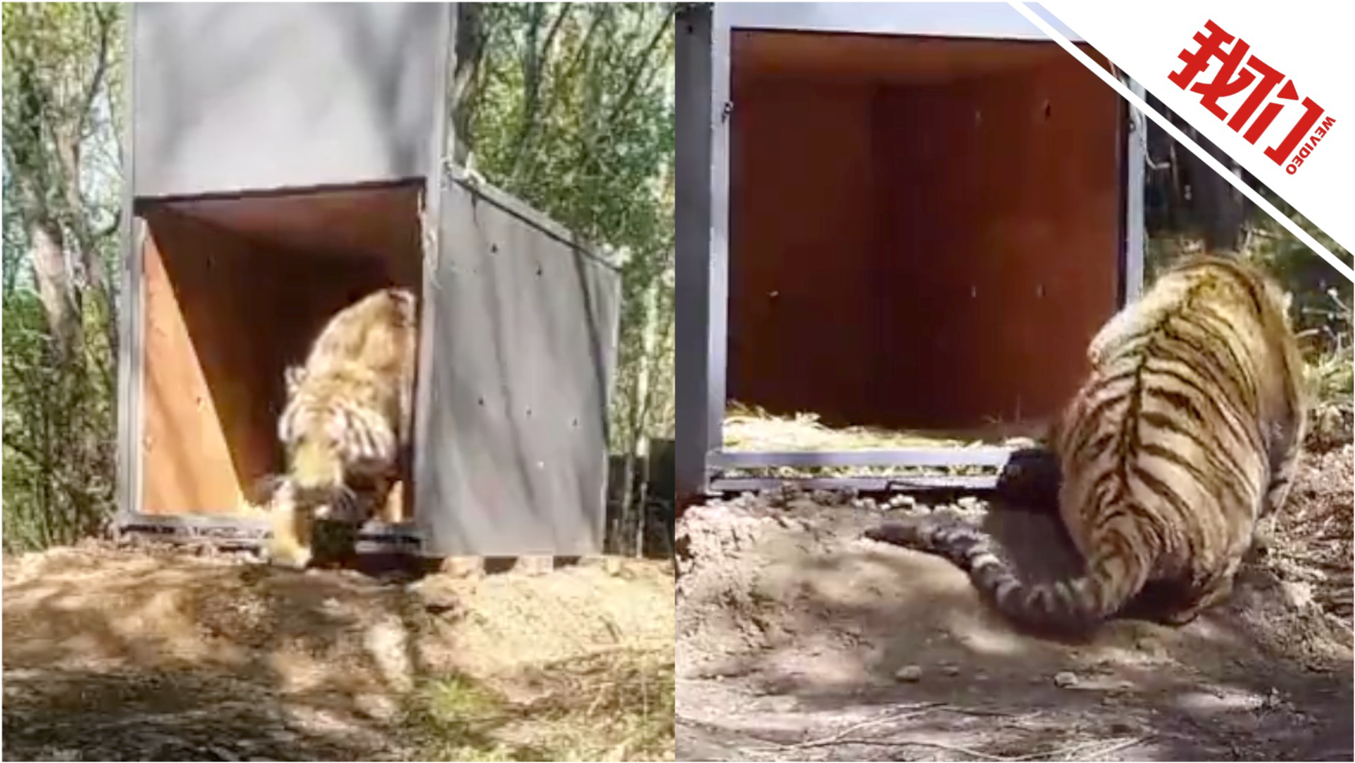 幼女自然美景探索之旅,最新体验之旅