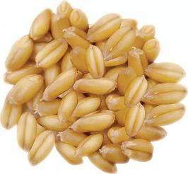 河北小麦最新价格，科技引领变革重塑粮食市场