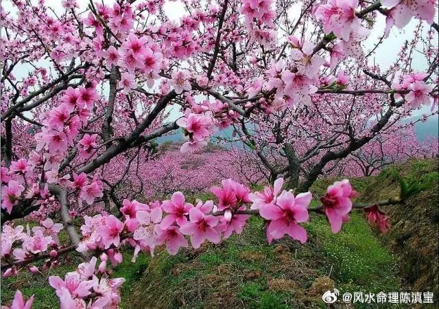 桃花论坛最新观点论述解析