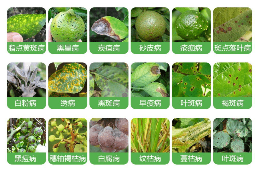最新杀菌剂大全,守护植物宝宝健康的秘籍