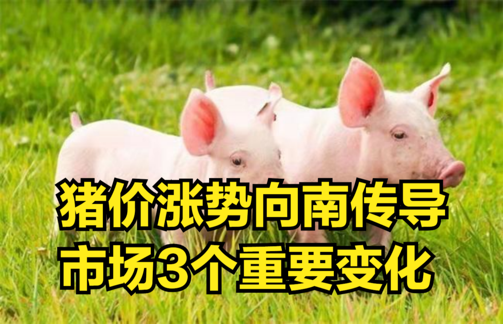 时代变迁下的猪肉市场,天天最新猪价分析