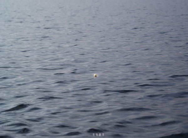 貂最新价格,踏上寻找内心平静的旅程之旅