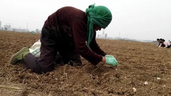 科技重塑金乡大蒜产业新纪元,今日最新价格概览