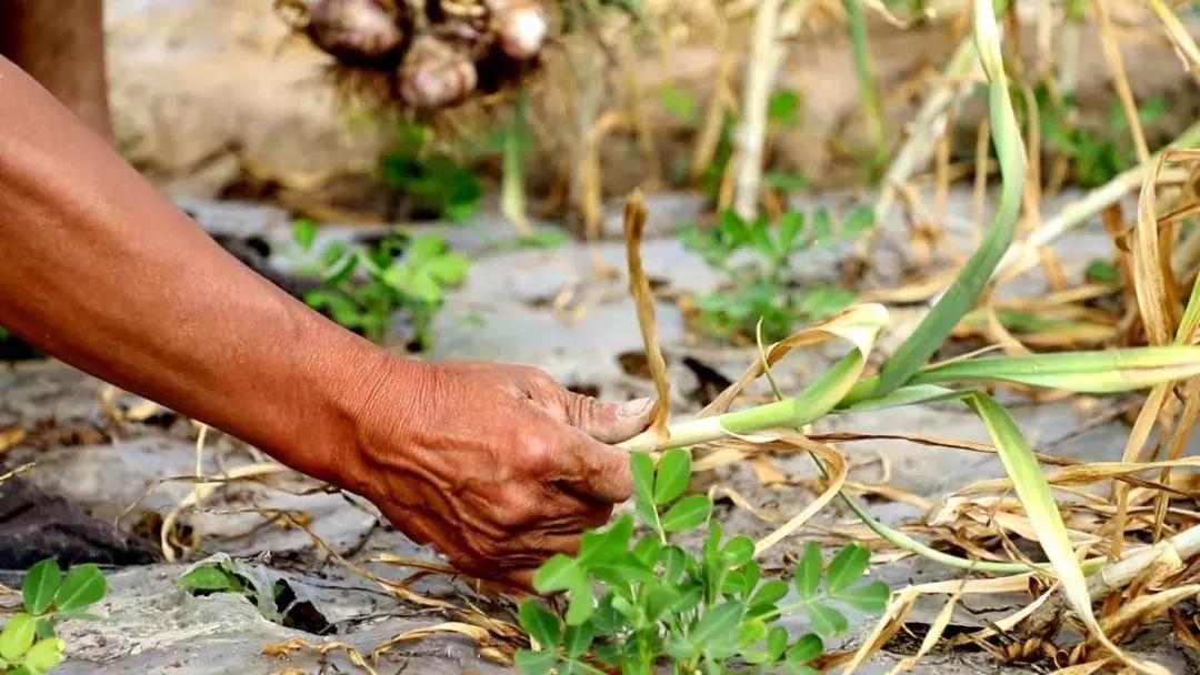 科技重塑金乡大蒜产业新纪元,今日最新价格概览