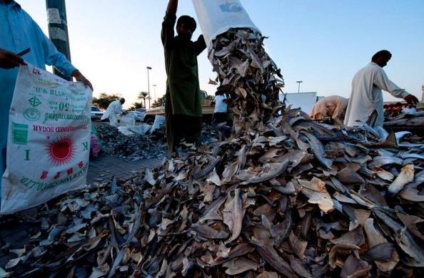 揭秘海洋霸主,最新鲨鱼动态大揭秘!