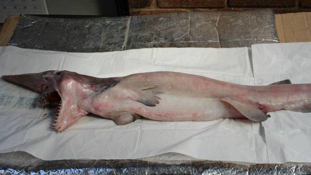 揭秘海洋霸主,最新鲨鱼动态大揭秘!