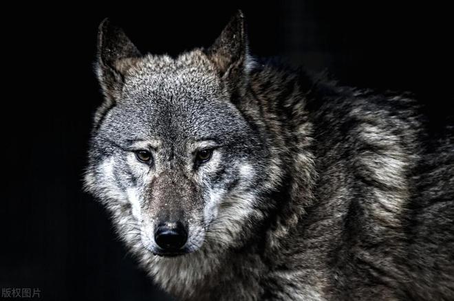 貉子皮,从古老传说到现代时尚界的华丽转变