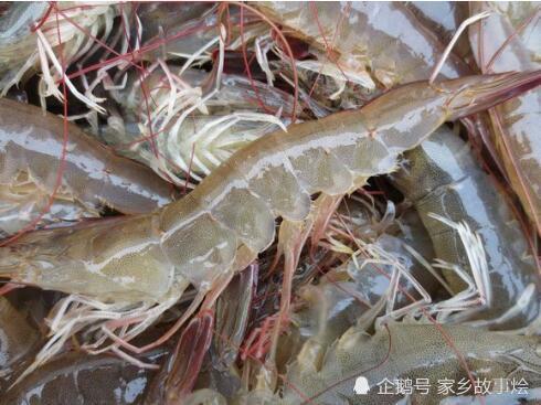 科技重塑海鲜市场,南美白对虾引领品质生活新潮流及最新价格概述